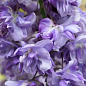 Глициния 3-х летняя китайская "Блек Драгон" (Wisteria chinensis Блек Дрегон) С2, высота саженца 60-100см цена