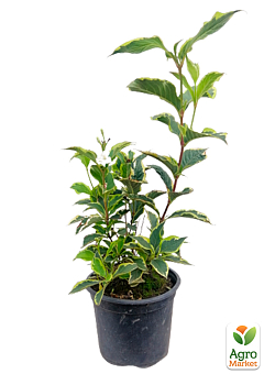 Вейгела флорида 2-річна "Nana Variegata" висота 20-40см25