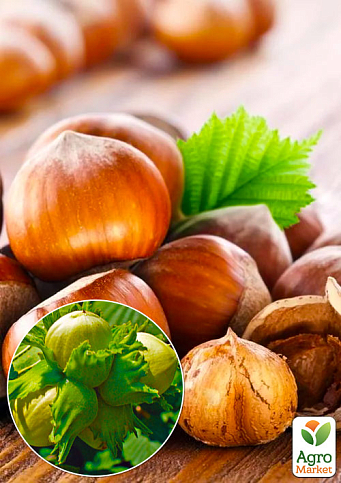 Фундук "Барселонський" (перехресне запилення, садити по 2 шт)