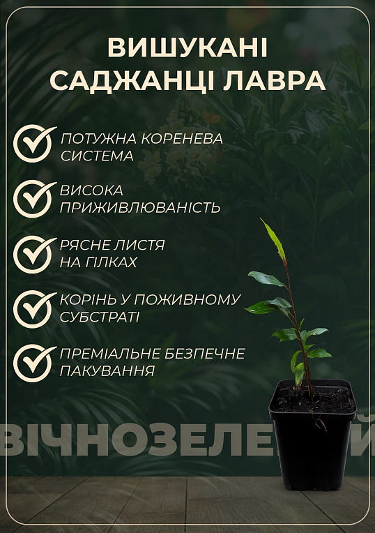 Лавр вечнозеленый "Благородный" (высокие декоративные качества) - фото 4