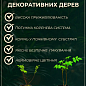 Граб европейский "Betulaceae" (пригоден для бонсай, теневынослив) высота 70-110см купить