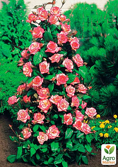 Троянда плетиста "Парад" (саджанець класу АА +) вищий сорт1