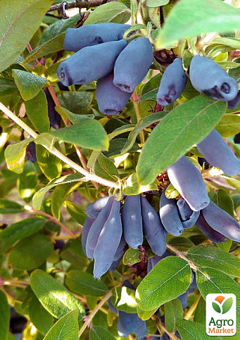Жимолость 3х-летняя "Дочь Великана" (среднепоздняя, высокоурожайная) С2