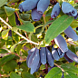 Жимолость 3х-летняя "Дочь Великана" (среднепоздняя, высокоурожайная) С2