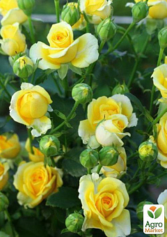 Роза мелкоцветковая (спрей) "Shanni" (саженец класса АА+) высший сорт15
