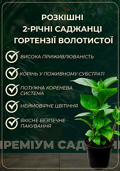 Гортензія волотиста 2-х річна "Лідія" висота саджанця 25-45см17