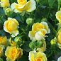 Роза мелкоцветковая (спрей) "Shanni" (саженец класса АА+) высший сорт