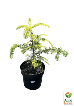 Ялиця Іспанська 3-х річна "Abies pinsapo" (висота 25-35см)6