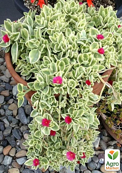 Аптения ампельная "Variegata"2