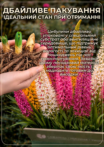 Эремурус "Robustus" 1шт в упаковке - фото 3