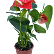 Антуріум (Anthurium) "Prince of Orange" купить
