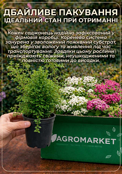 Спірея японська 2-х річна "Shirobana" вазон С2, висота 20-40см 10