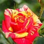 Троянда в контейнері дрібноквіткова "Fire Flash" (саджанець класу АА+ купить
