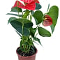 Антуріум (Anthurium) "Prince of Orange" купить