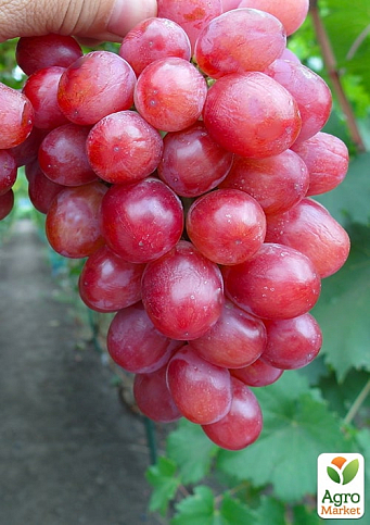 Виноград "Дольче Солнечный" (масса грозди 600-1200 гр масса ягоды 12 гр)