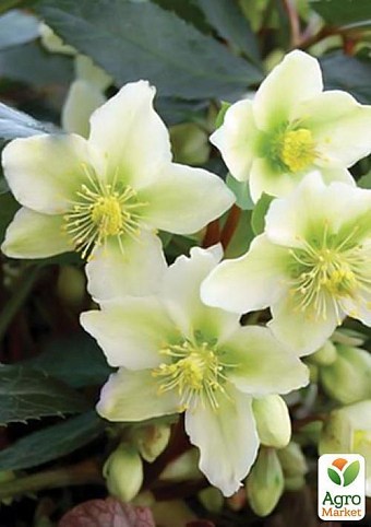 Морозник "Helleborus Princess Christmas Star" дм 17 вис.35 см