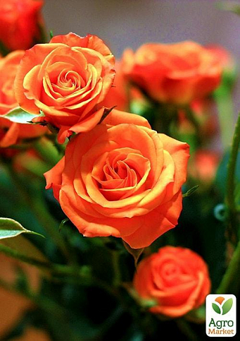 Ексклюзив! Троянда дрібноквіткова (спрей) лососева "Літня пора" (Summer season) (саджанець класу АА +, преміальний чудово ароматний сорт) - фото 2