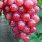 Виноград "Дольче Солнечный" (масса грозди 600-1200 гр масса ягоды 12 гр)