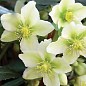 Морозник "Helleborus Princess Christmas Star" дм 17 вис.35 см