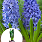 Гіацинт "Aqua"