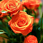 Эксклюзив! Роза мелкоцветковая (спрей) лососевая "Летняя пора" (Summer season) (саженец класса АА+, премиальный восхитительно ароматный сорт) купить