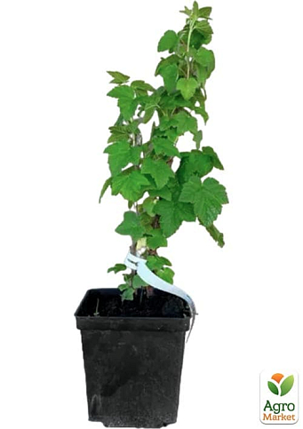 Смородина черная "Гоферт" укорененная в контейнере (ранний срок созревания) - фото 5