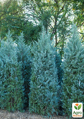 Хвоя Новогодняя "Christmas Juniperus" (Рождественский можжевельник) (высота 40-50см) - фото 2