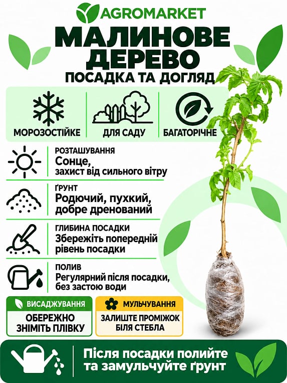 Малиновое дерево "Жар-Птица" 