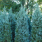 Хвоя Новогодняя "Christmas Juniperus" (Рождественский можжевельник) (высота 40-50см) купить