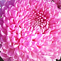 Хризантема  "Daily Mirror Pink" (низкорослая крупноцветковая)
