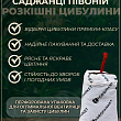 Пион травянистый "Офелия" 1шт в упаковке цена