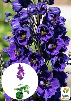 Дельфініум гібридний "Dark Blue Dark Bee"10