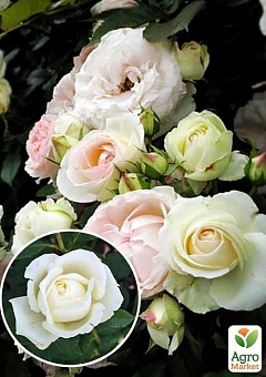 Роза плетистая "Мон Блан" (саженец класса АА+) высший сорт2