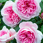 Эксклюзив! Роза английская белая с розовой серединой "Сладкая палитра" (Sweet palette) (саженец класса АА+, премиальный морозостойкий сорт)