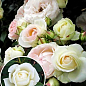 Роза плетистая "Мон Блан" (саженец класса АА+) высший сорт