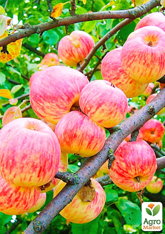 Яблуня "Світанок Млієва" (літній сорт, ранній термін дозрівання) 