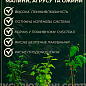 LMTD Крыжовник "Reflamba" (сортовой, укорененный) купить