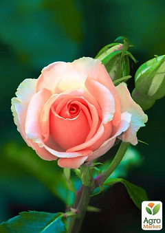 Эксклюзив! Роза английская молочно-розовая "Прекрасная Амелия" (Beautiful Amelia) (саженец класса АА+, премиальный крупноцветковый сорт)2