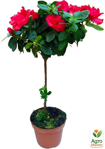 LMTD Рододендрон на штамбе цветущий 3-х летний "Red Baron" (40-60см) - фото 5