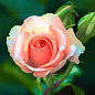 Ексклюзив! Роза англійська молочно-рожева "Прекрасна Амелія" (Beautiful Amelia) (саджанець класу АА +, преміальний крупноцветковий сорт)