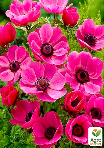 Анемона простая розовая "Sylphide" (размер 5/6 , крупный) 5шт в упаковке