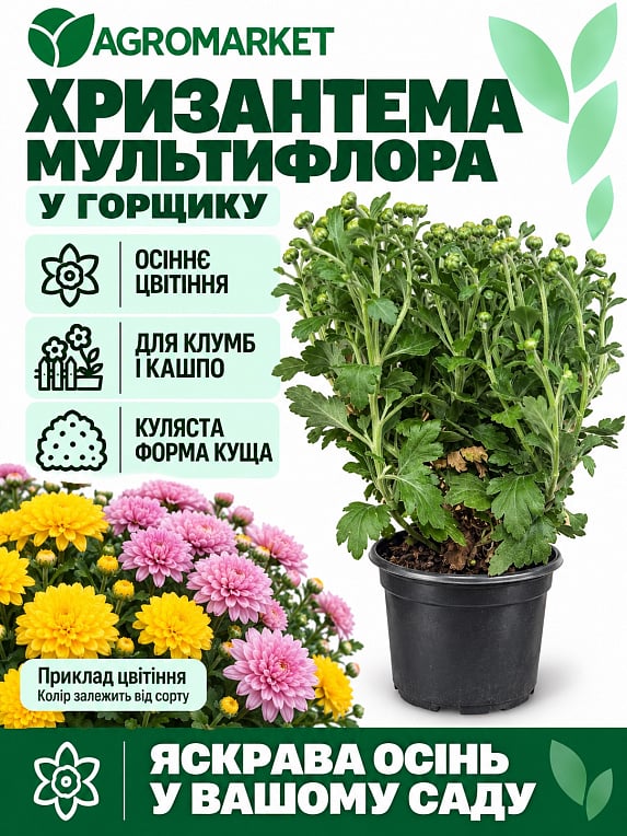 Хризантема мультифлора куляста "Diva Rose"