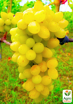 Ексклюзив! Виноград золотистий "Канарейка" (преміальний винний сорт, має солодкий мускатний смак)1