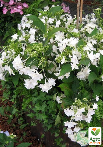 Гортензия крупнолистная 3-х летняя "Shooting Stars" - фото 3