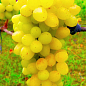 Эксклюзив! Виноград золотистый "Канарейка" (премиальный винный сорт, имеет сладкий мускатный вкус)