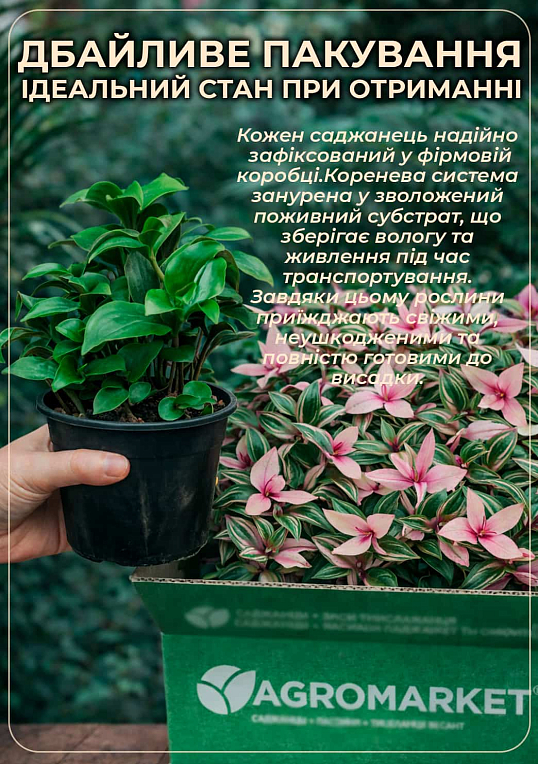 Традесканция Силламонтана (Tradescantia sillamontana) - фото 4