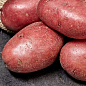Картопля "Феномен" насіннєва середньостигла (1 репродукція) 1кг