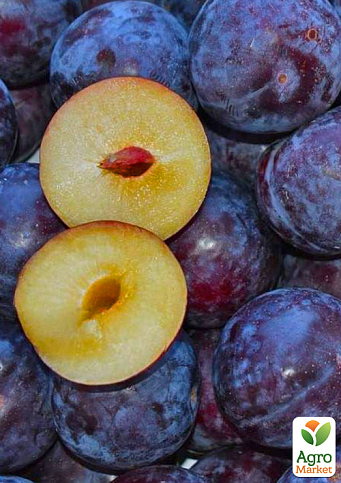 Слива диплоидная "Блэк Амбер" (высокоурожайный, крупноплодный сорт)