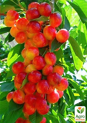 Эксклюзив! Черешня колоновидная "Розовая"