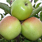 Яблуня "Оріон" (зимовий сорт, пізній термін дозрівання) цена